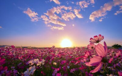 Decreto para La Nueva Tierra